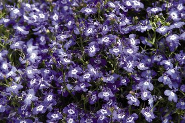 Лобелия ежевидная (Lobelia erinus)