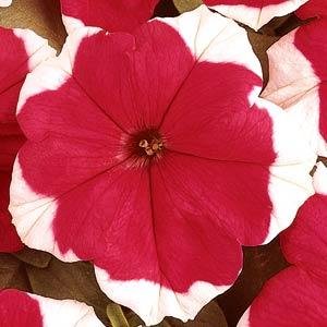 Петуния крупноцветковая (Petunia grandiflora)