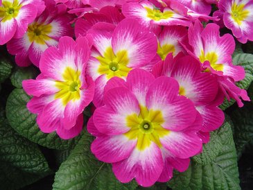 Примула бесстебельная (Primula acaulis)