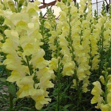 Львиный зев (Антирринум) большой (Antirrhinum majus)