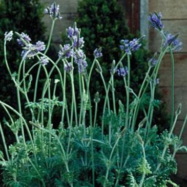 Лаванда многонадрезная (Lavandula multifida)