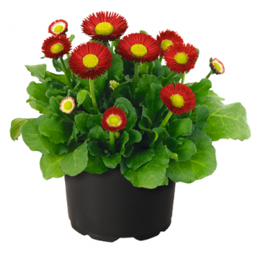 Маргаритка многолетняя (Bellis perennis)