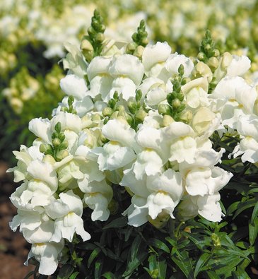 Львиный зев (Антирринум) большой (Antirrhinum majus)