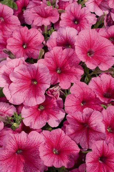 Петуния многоцветковая (Petunia multiflora)
