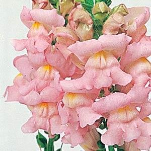 Львиный зев (Антирринум) большой (Antirrhinum majus)