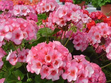 Герань (пеларгония садовая) (Pelargonium x hortorum)