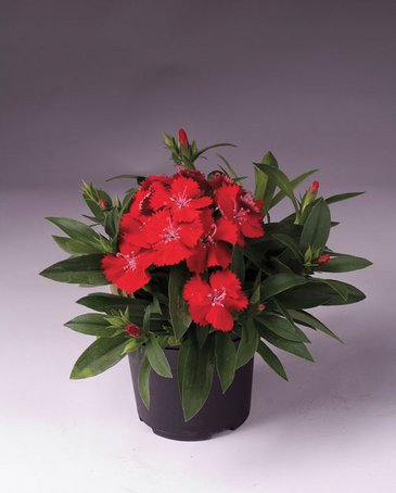 Гвоздика гибридная (Dianthus interspecific)