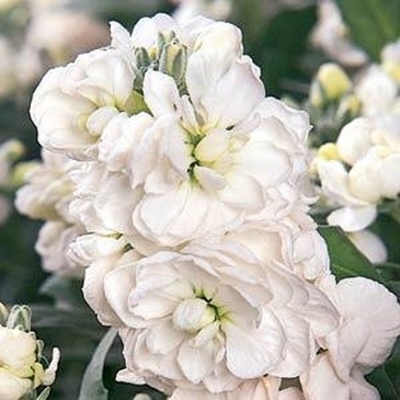 Левкой седой (Matthiola incana)
