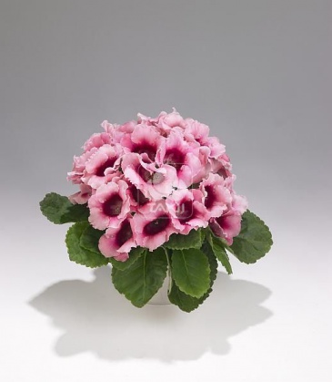 Глоксиния гибридная (Sinningia hybrida)