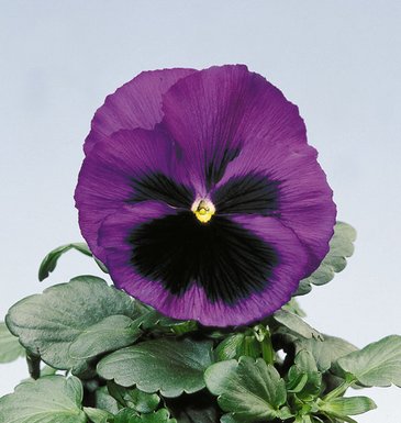 Виола Виттрока (Viola wittrockiana)