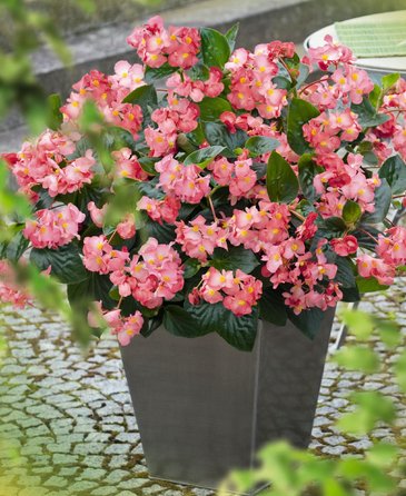 Бегония гибридная (зеленая листва) (Begonia benariensis)