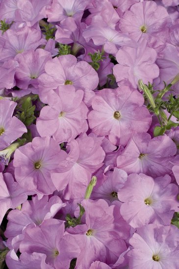 Петуния многоцветковая (Petunia multiflora)