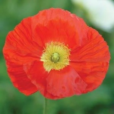 Мак голостебельный (Papaver nudicaule)