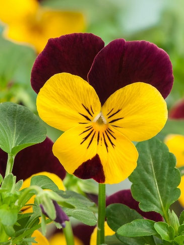Виола рогатая (Viola cornuta)