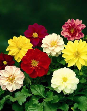 Георгина изменчивая (Dahlia variabilis)