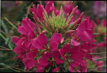 Клеома Хасслера (Cleome hassleriana)
