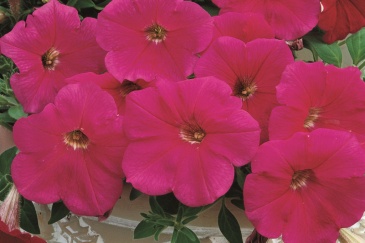 Петуния ампельная гибридная (Petunia x hybrida)