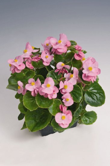 Бегония вечноцветущая (зеленая листва) (Begonia semperflorens)