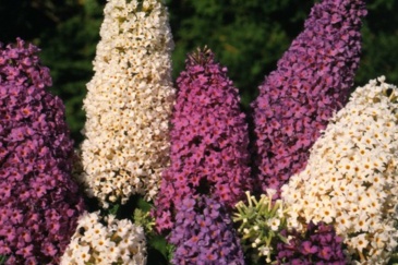 Буддлея Давида (Buddleja davidii)