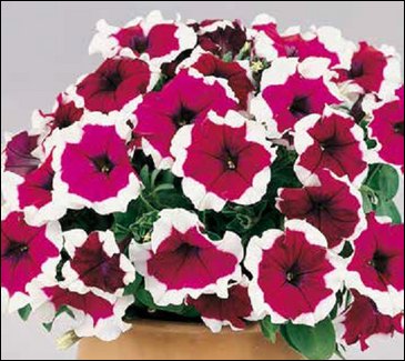Петуния многоцветковая (Petunia multiflora)