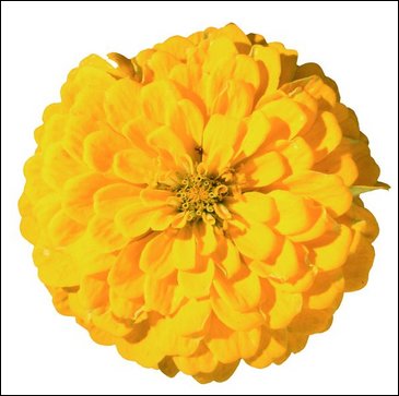 Цинния изящная (Zinnia elegans)