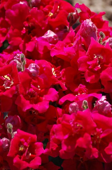 Львиный зев (Антирринум) махровый (Antirrhinum majus)