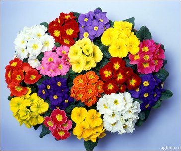 Примула бесстебельная (Primula acaulis)