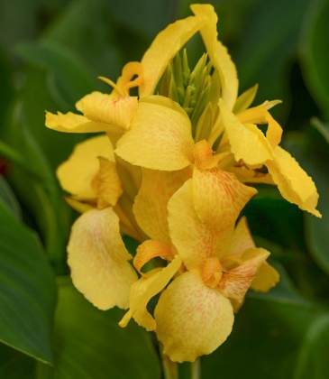 Канна садовая (Canna generalis)