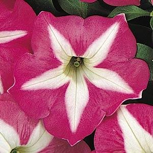 Петуния многоцветковая (Petunia multiflora)