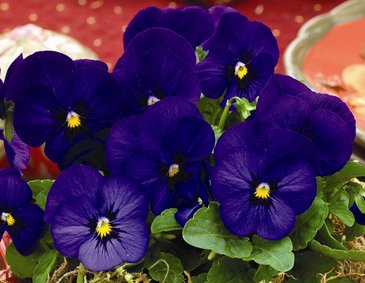 Виола рогатая (Viola cornuta) Виола рогатая (Viola cornuta)