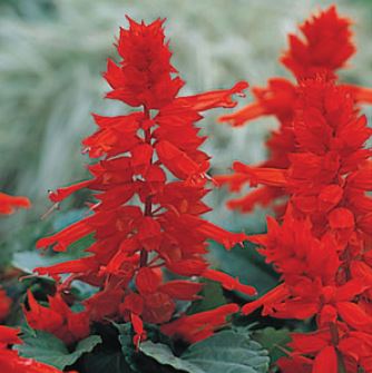 Сальвия блестящая (Salvia splendens) Сальвия блестящая (Salvia splendens)