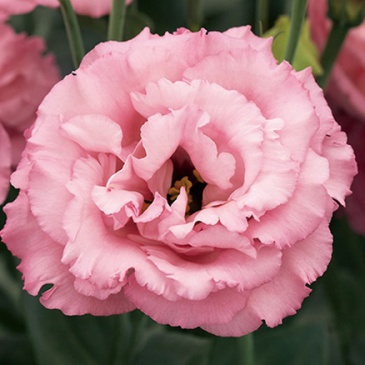 Лизиантус (Эустома) крупноцветковый (Lisianthus grandiflorum)