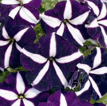 Петуния многоцветковая (Petunia multiflora)
