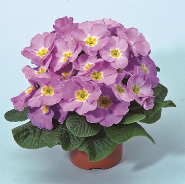 Примула бесстебельная (Primula acaulis)