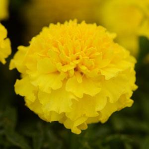 Бархатцы отклоненные (Tagetes patula) Бархатцы отклоненные (Tagetes patula)