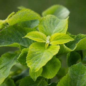 Колеус Блюме (Coleus blumei)