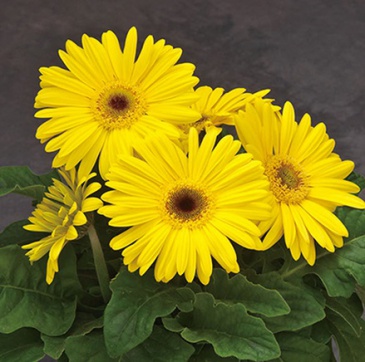 Гербера Джемсона (Gerbera jamesonii)