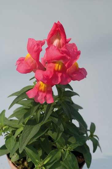 Львиный зев (Антирринум) большой (Antirrhinum majus)
