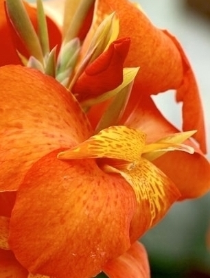 Канна садовая (Canna generalis)