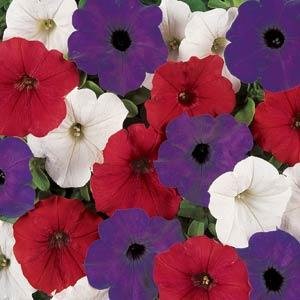 Петуния ампельная гибридная (Petunia х hybrida)