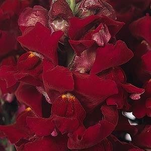 Львиный зев (Антирринум) большой (Antirrhinum majus)