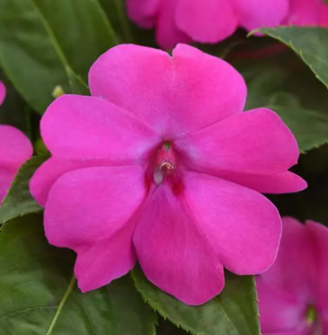Бальзамин гибридный межвидовой (Impatiens walleriana) Бальзамин гибридный межвидовой (Impatiens walleriana)