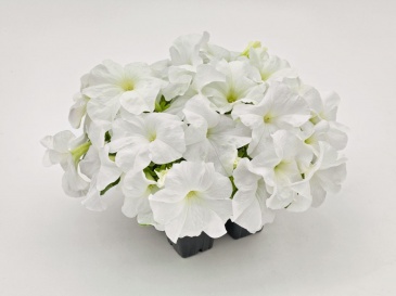Петуния крупноцветковая (генетически компактная) (Petunia grandiflora)
