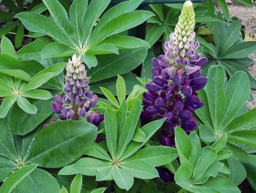 Люпин многолистный (Lupinus polyphyllus)