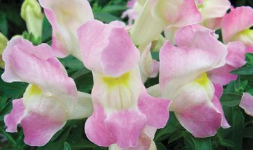 Львиный зев (Антирринум) большой (Antirrhinum majus)