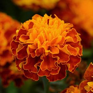 Бархатцы отклоненные (Tagetes patula)