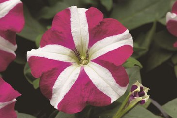 Петуния многоцветковая (Petunia multiflora)