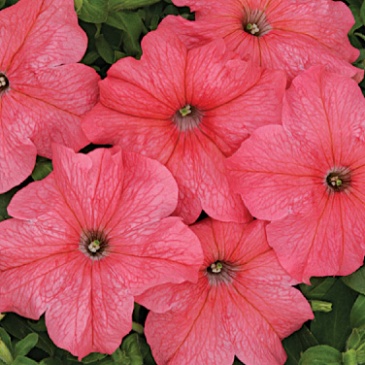 Петуния крупноцветковая (Чехия) (Petunia grandiflora)