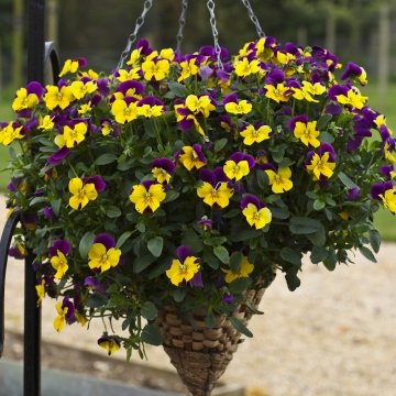 Виола виттрока ампельная (Viola x wittrockiana)