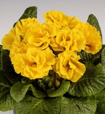 Примула бесстебельная (Primula acaulis)